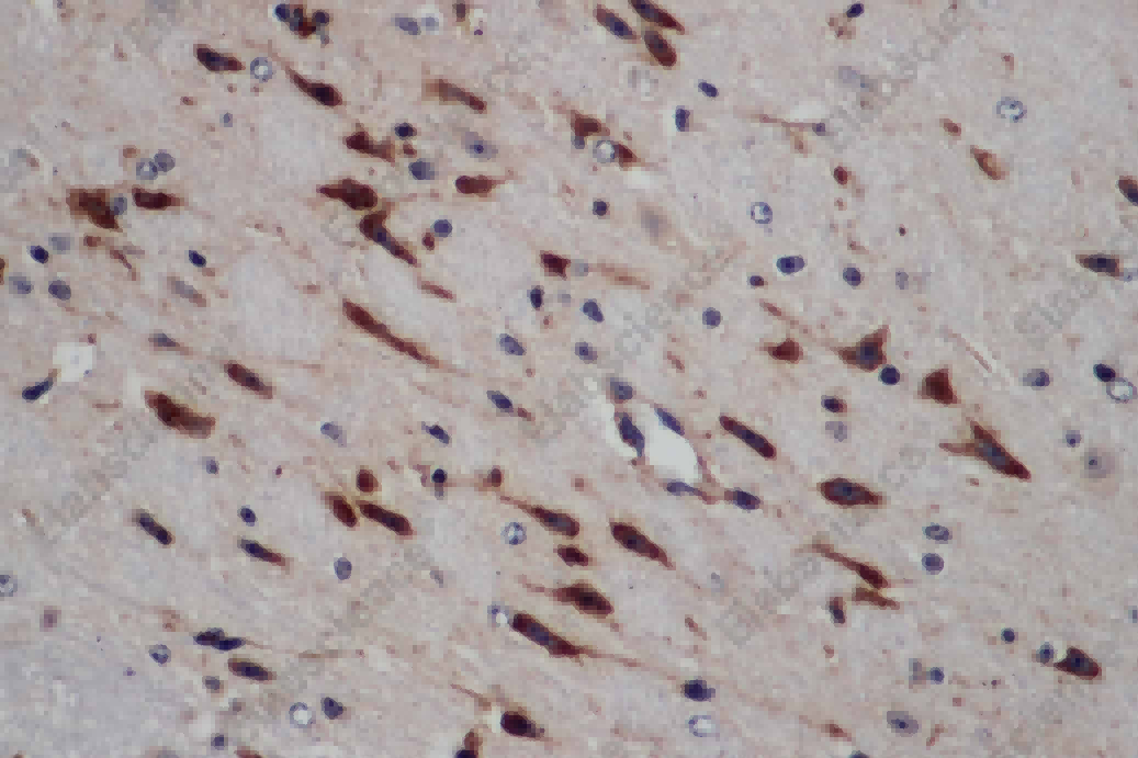 ERG Polyclonal Antibody - 2