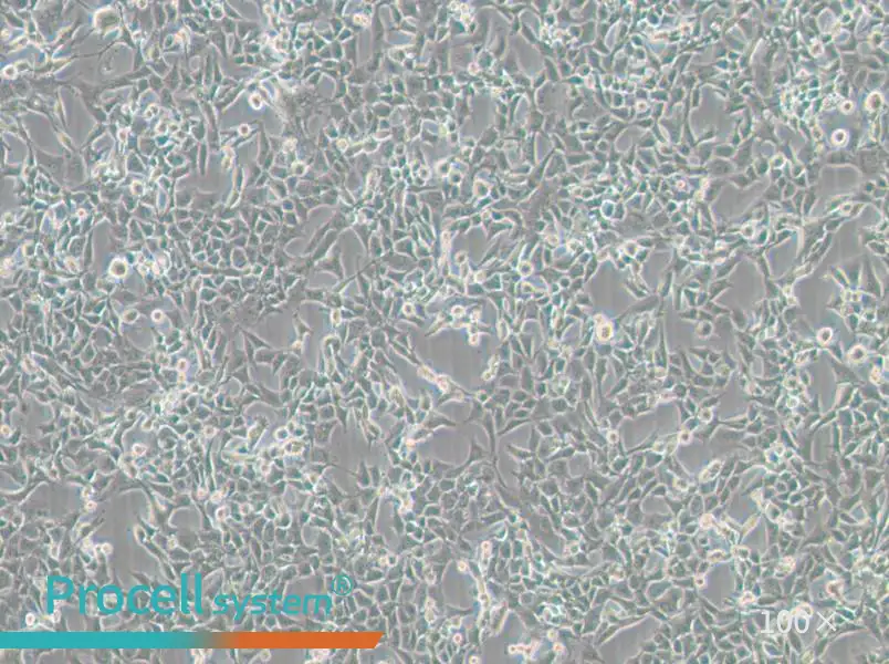 MC38 Cell Complete MediumMC38 Cell Complete Medium - 3