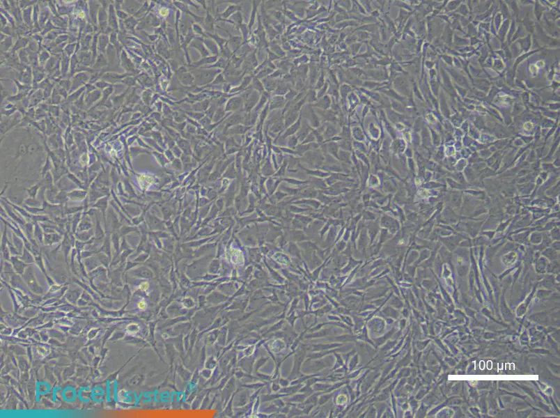 Rat Chondrocyte Complete Medium - 2