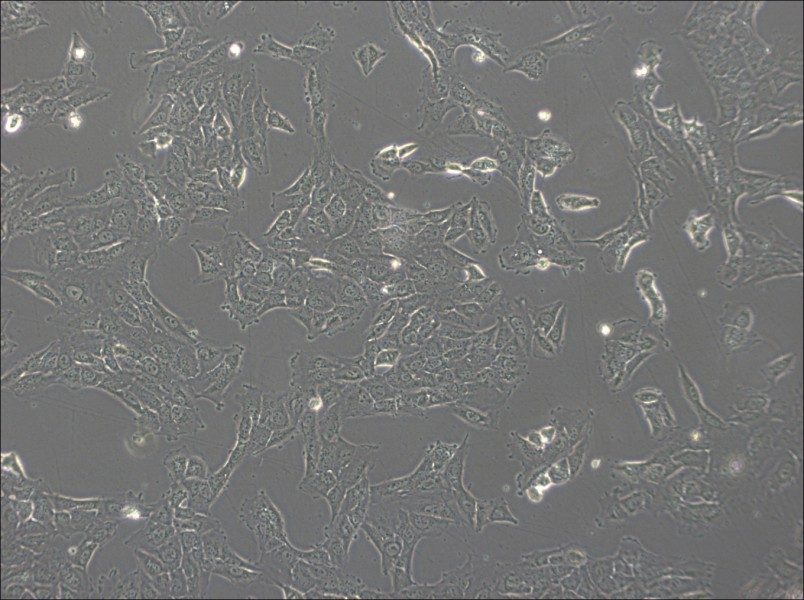 NCI-H1792 Cell Complete Medium - 5