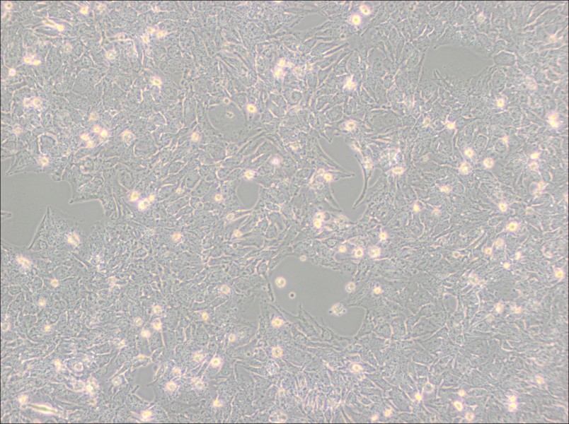 TTA1 Cell Complete MediumTTA1 Cell Complete Medium - 3