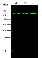 Recombinant PPM1G Monoclonal Antibody - small - 4