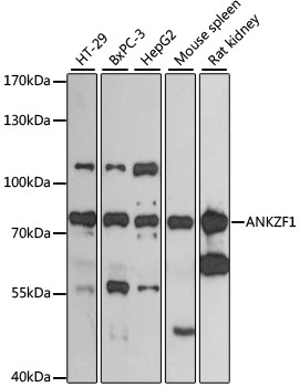 Western blot analysis of extracts of various cell lines using ANKZF1 Polyclonal Antibody at 1:3000 dilution.