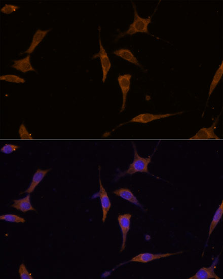 Immunofluorescence analysis of L929 cells using RPL7A Polyclonal Antibody at dilution of  1:100. Blue: DAPI for nuclear staining.