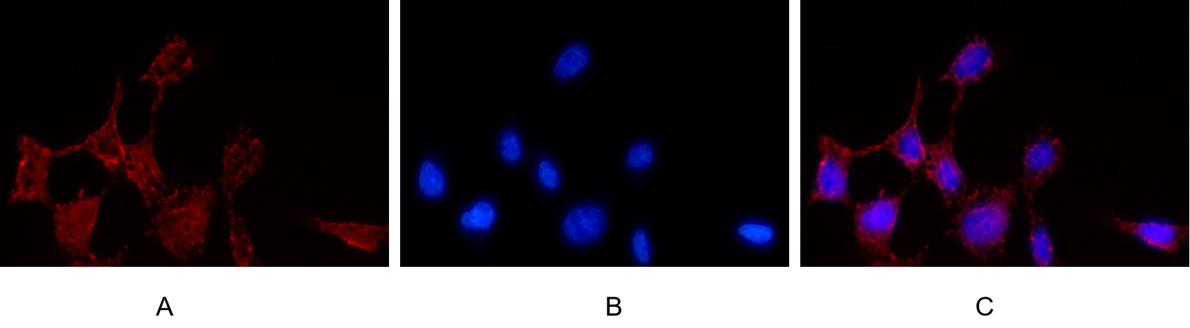 Recombinant TMEM173 Monoclonal Antibody - small - 6