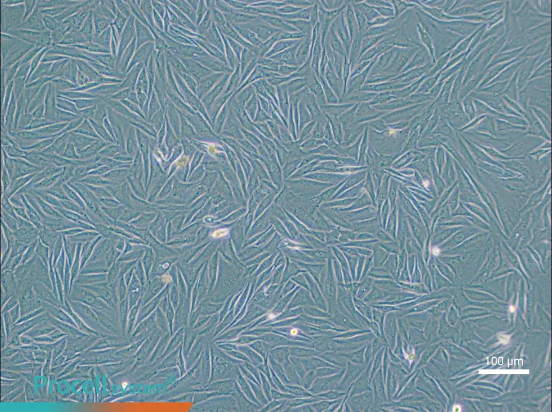 NCI-H1563NCI-H1563 - 2