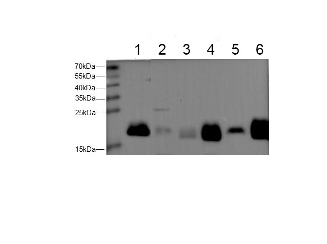 Western blot with anti-Ferritin Heavy Polyclonal antibody at dilution of 1:500. lane 1: Hela whole cell lysate, lane 2:Mouse liver tissue, lane 3:Mouse spleen tissue, lane 4:Rat liver tissue, lane 5:Rat brain tissue, lane 6:Rat spleen  tissue.