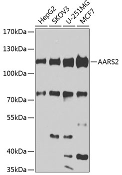 Western blot analysis of extracts of various cell lines using AARS2 Polyclonal Antibody at 1:1000 dilution.