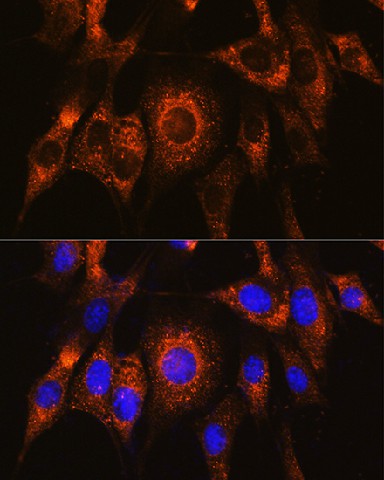 Immunofluorescence analysis of NIH/3T3 cells using UBAC2 Polyclonal Antibody at dilution of 1:100. Blue: DAPI for nuclear staining.