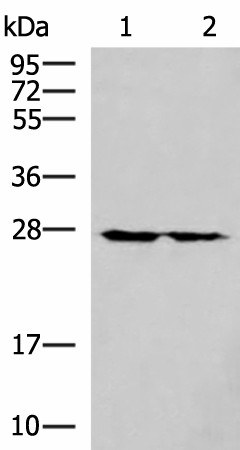 Western blot analysis of 293T cell lysates  using MRPL16 Polyclonal Antibody at dilution of 1:800