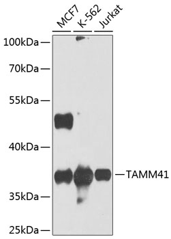 Western blot analysis of extracts of various cell lines using TAMM41 Polyclonal Antibody at 1:1000 dilution.