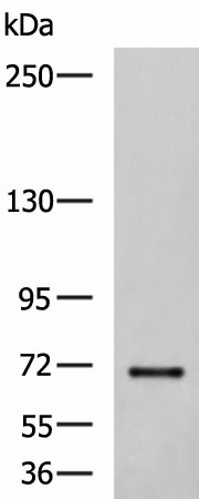 Western blot analysis of NIH/3T3 cell lysate  using PREPL Polyclonal Antibody at dilution of 1:850