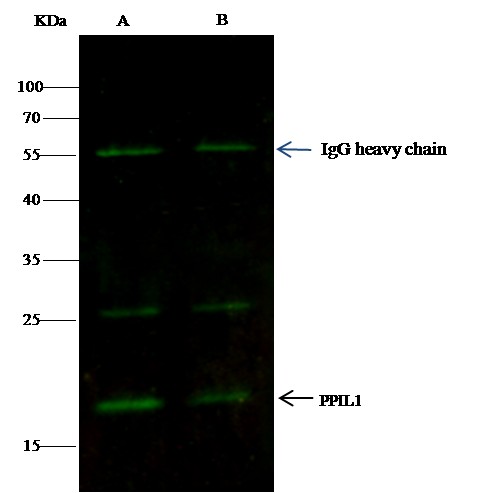 PPIL1 Monoclonal Antibody - small - 2