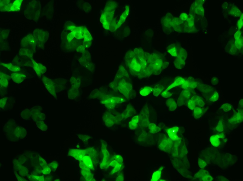 Hep G2-GFP Cell Complete Medium - 6