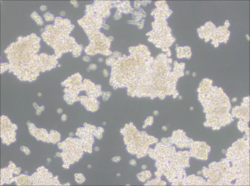 D341Med Cell Complete Medium-searchlist-1