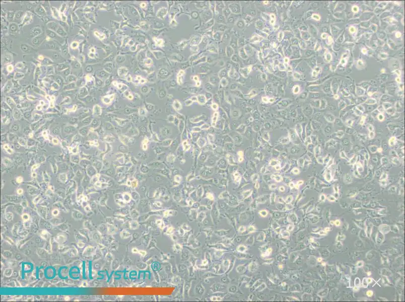 LLC-MK2 Cell Complete Medium - 3