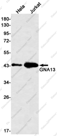 Recombinant G protein alpha 13 Monoclonal Antibody - 1