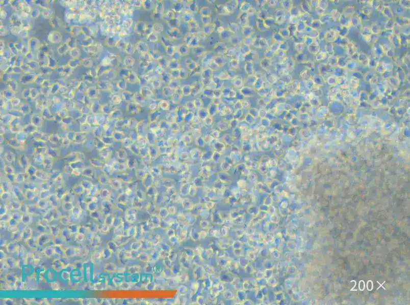 NCI-BL1437 Cell Complete Medium - 4