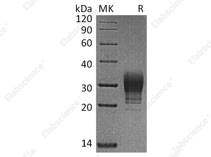 Recombinant Human CREG/CREG1 Protein (His Tag) - 1
