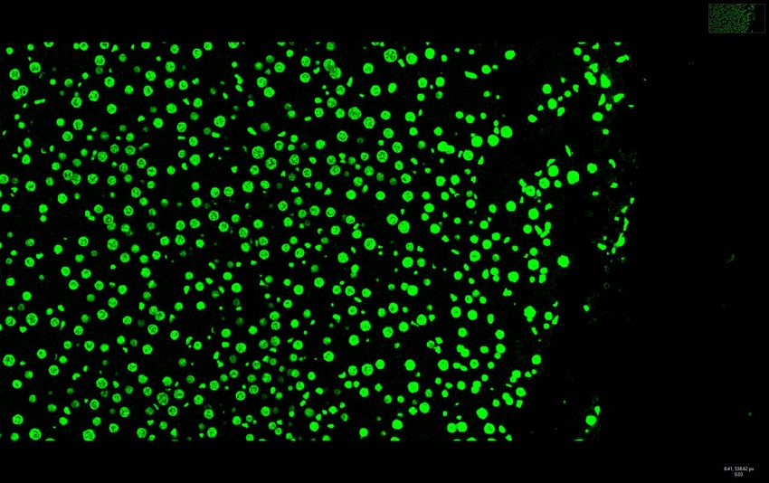 Recombinant Histone H3 Monoclonal Antibody - small - 8