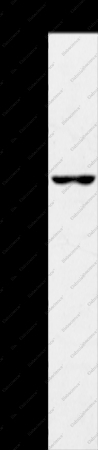 UBP1 Polyclonal Antibody - 1