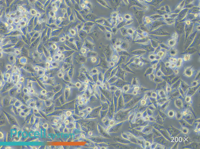 Calu-6 Cell Complete Medium - 5