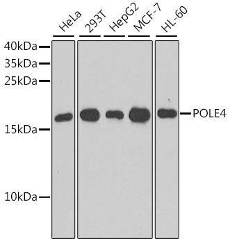 Western blot analysis of extracts of various cell lines using POLE4 Polyclonal Antibody at dilution of 1:1000.