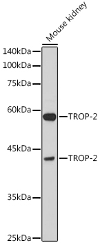 Western blot analysis of extracts of Mouse kidney using TROP-2 Polyclonal Antibody at 1:1000 dilution.