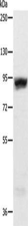 Western Blot analysis of Hela cell using RRM1 Polyclonal Antibody at dilution of 1:600