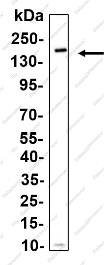Recombinant NFAT1 Monoclonal Antibody - 1