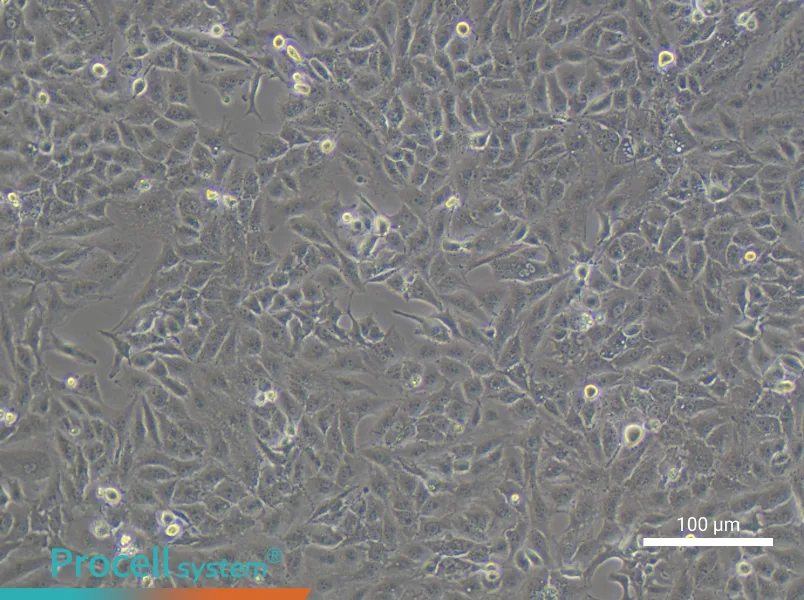 NCI-H1651NCI-H1651 - 2