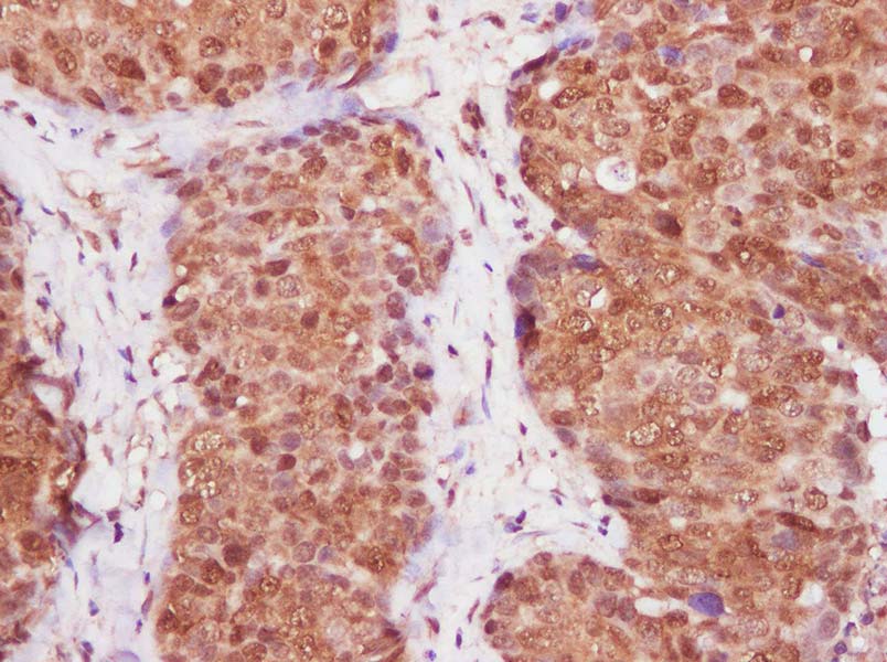 PerCP/Cyanine5.5 Rat IgG1, κ Isotype Control[HRPN]-产品推荐-1