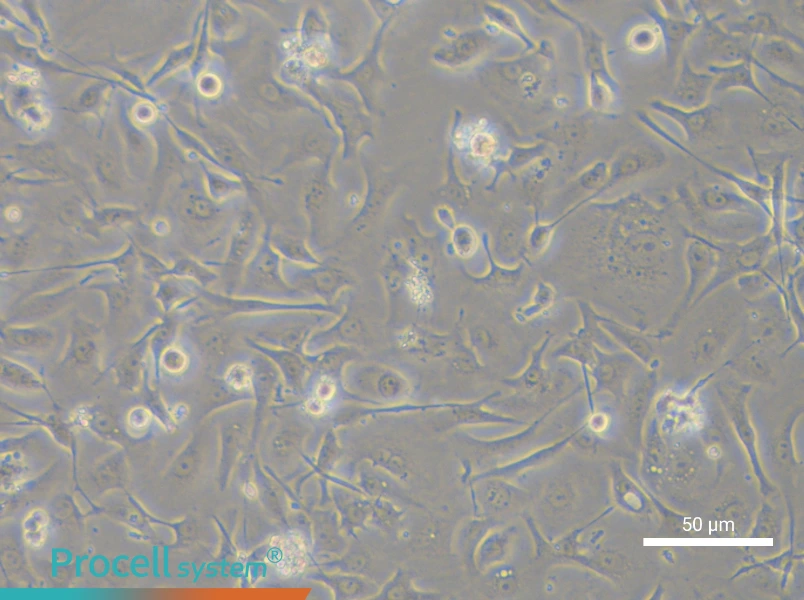 TGBC18TKB Cell Complete MediumTGBC18TKB Cell Complete Medium - 4