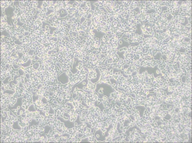 293E Cell Complete Medium - 2