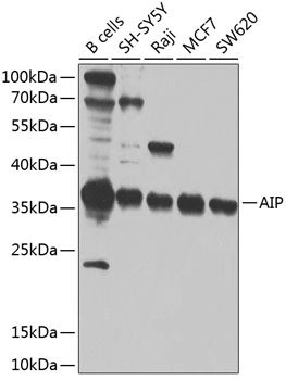 Western blot analysis of extracts of various cell lines using AIP Polyclonal Antibody at 1:1000 dilution.