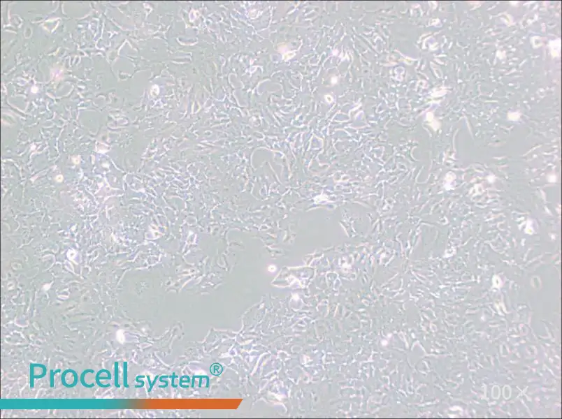 HC11 Cell Complete Medium - 2