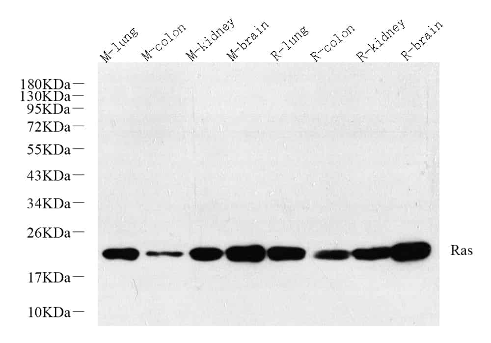 Western Blot analysis of various samples using N/H/K-Ras Polyclonal Antibody at dilution of 1:800.