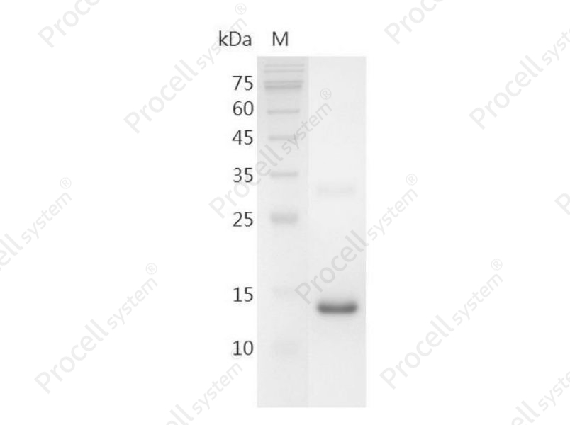 BMP-15/GDF-9B/ODG2/POF4, Human, Recombinant