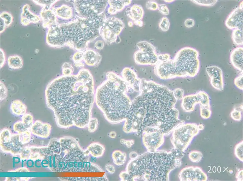 LS513 Cell Complete Medium - small - 6