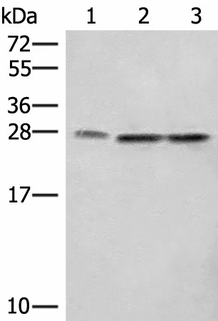 Western blot analysis of A172 LOVO and Hela cell lysates  using SEC22B Polyclonal Antibody at dilution of 1:450