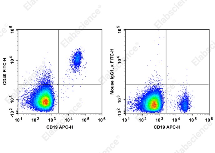 FITC Anti-Human CD40 Antibody[HB14] - 1