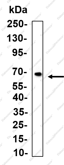 Recombinant Adenosine A2a Monoclonal Antibody - 1