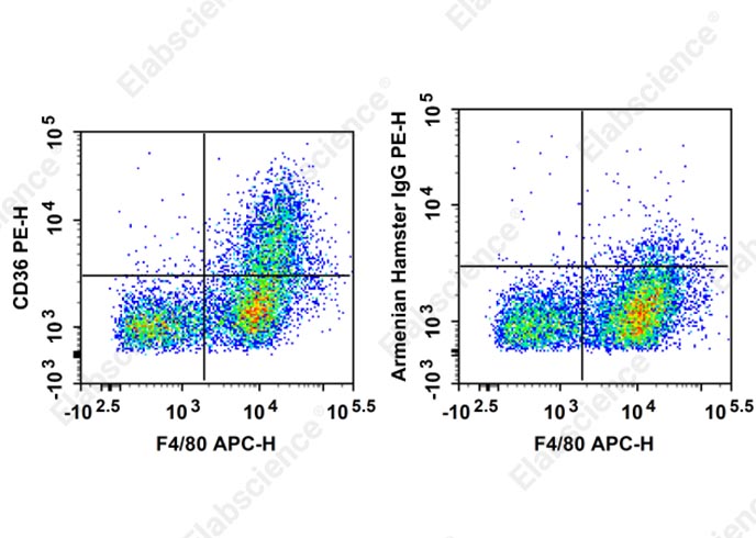 PE Anti-Mouse CD36 Antibody[HM36] -searchlist-1