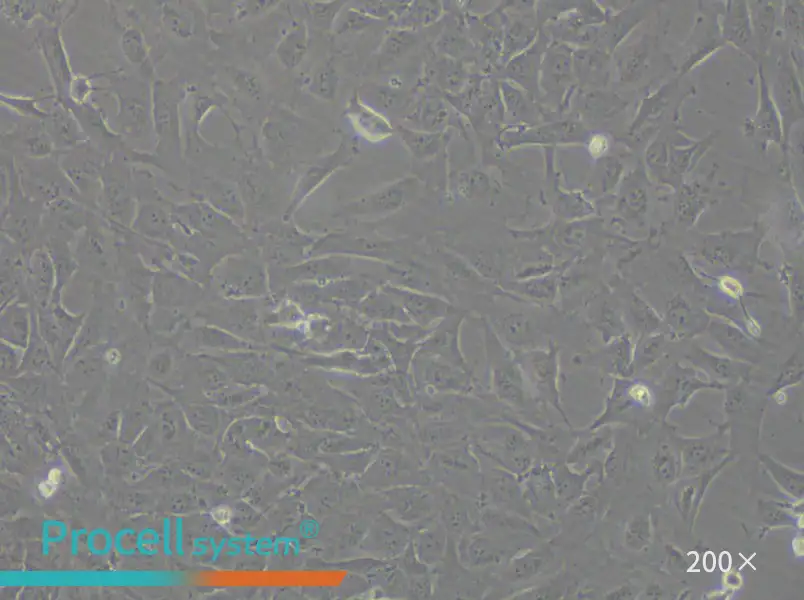 12Z Cell Complete Medium - small - 5