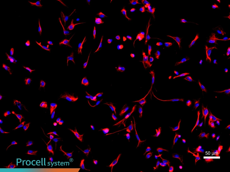 Mouse Cardiac Fibroblast Complete Medium - 1