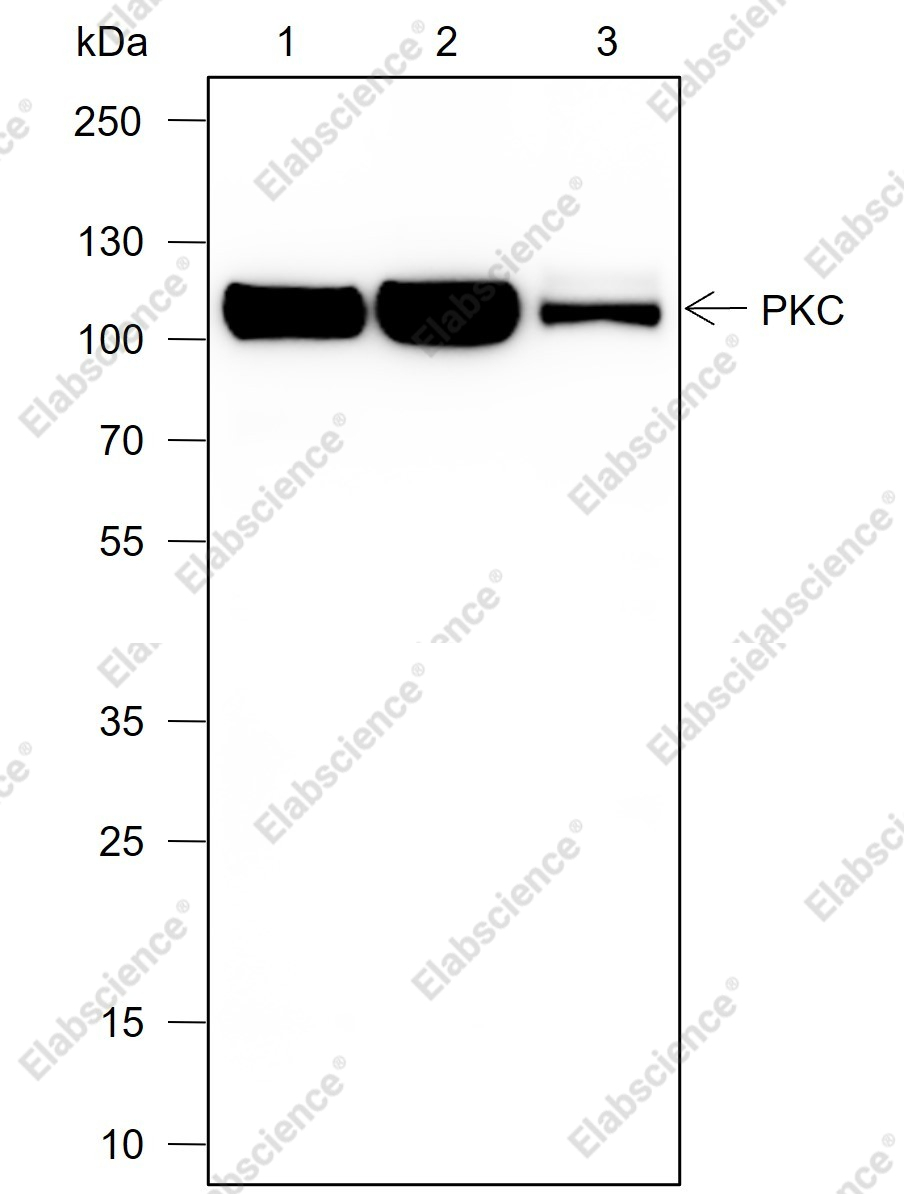 Recombinant PKC mu Monoclonal Antibody - 1