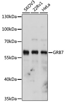 Western blot analysis of extracts of various cell lines using GRB7 Polyclonal Antibody at 1:1000 dilution.