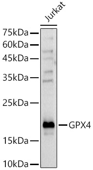 Western blot analysis of extracts of Jurkat cells using GPX4 Polyclonal Antibody at 1:1000 dilution.