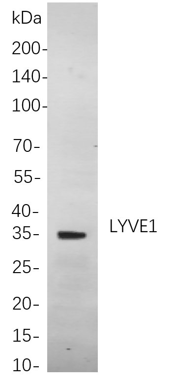 Recombinant LYVE1 Monoclonal Antibody-searchlist-1