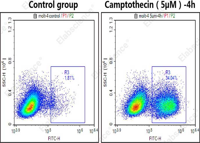 DAPI Reagent (25μg/mL)-产品推荐-4